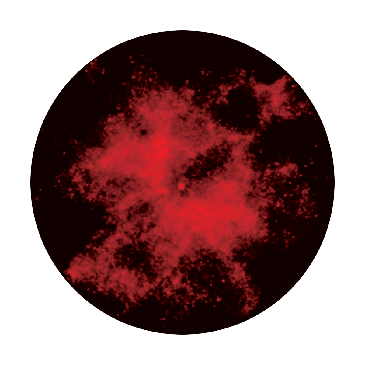 Hot Stars - Apollo Gobos