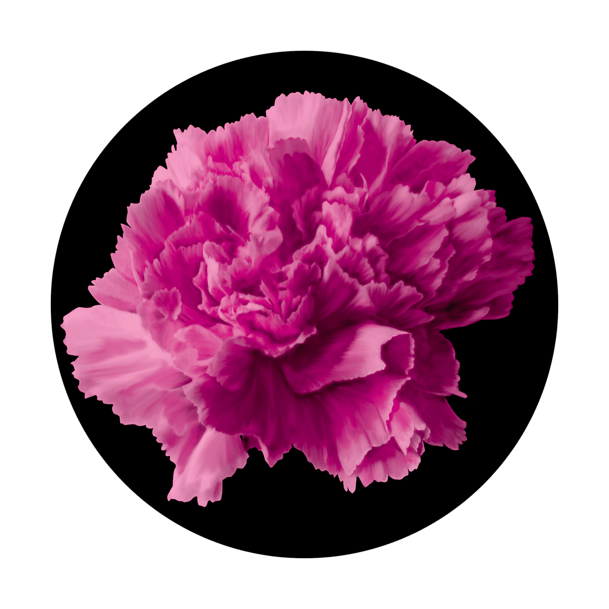 Pink Carnation - Apollo Gobos