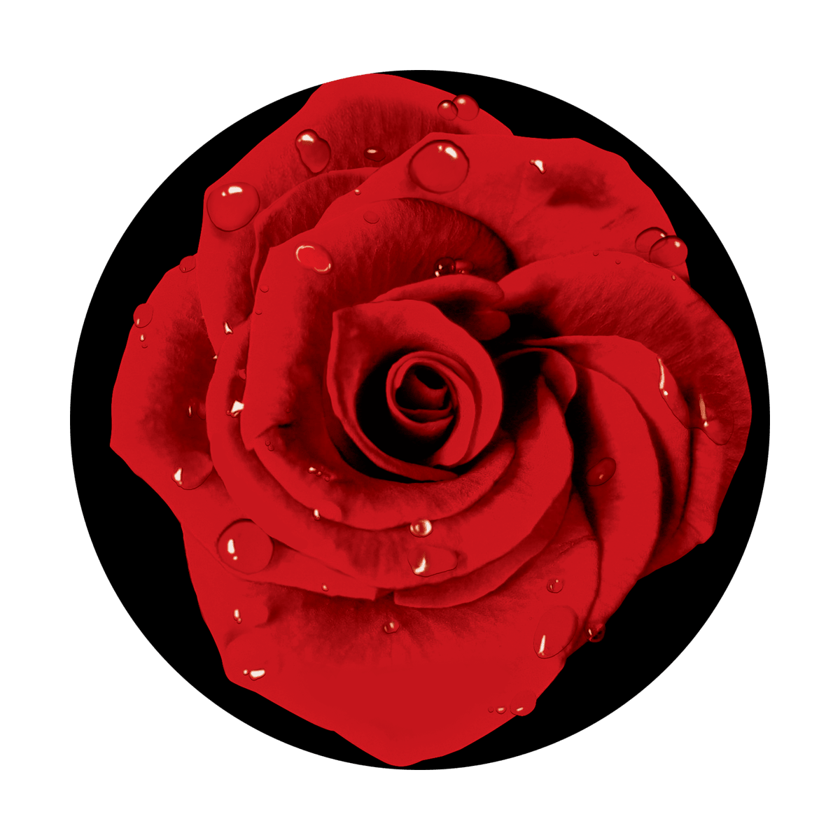 Red Rose - Apollo Gobos