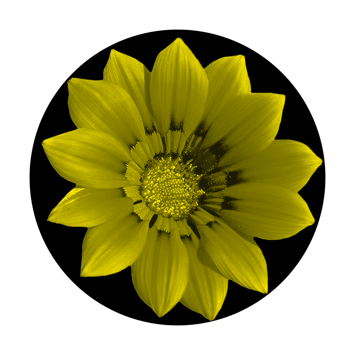 Yellow Flower