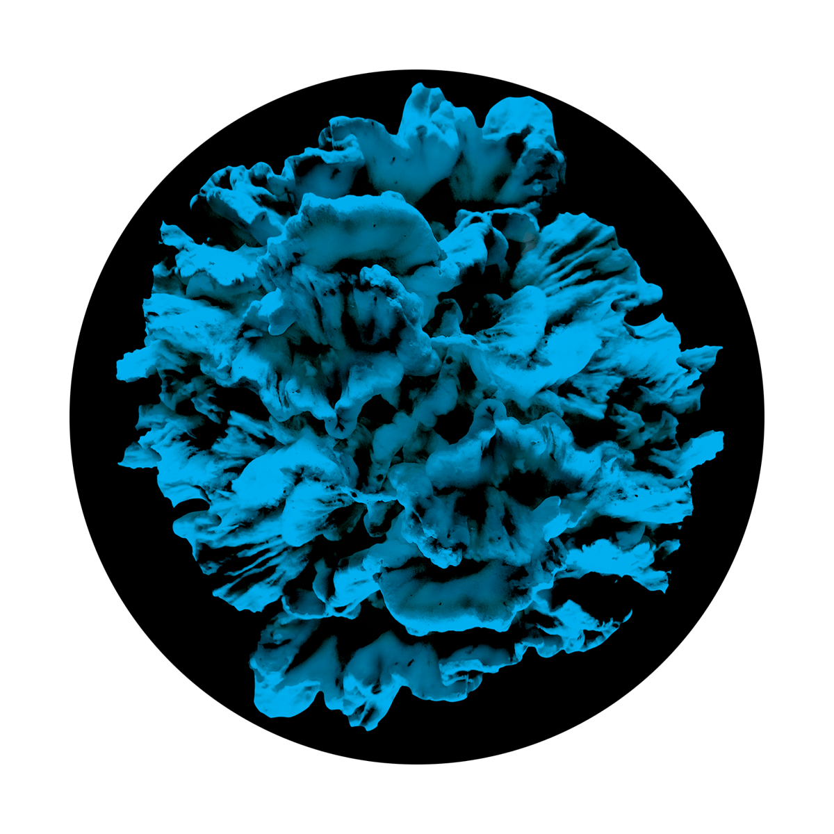 Blue Coral Reef