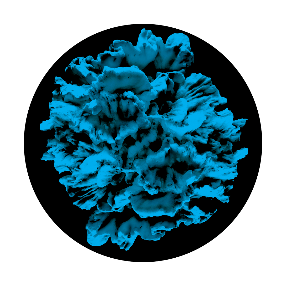 Blue Coral Reef - Apollo Gobos