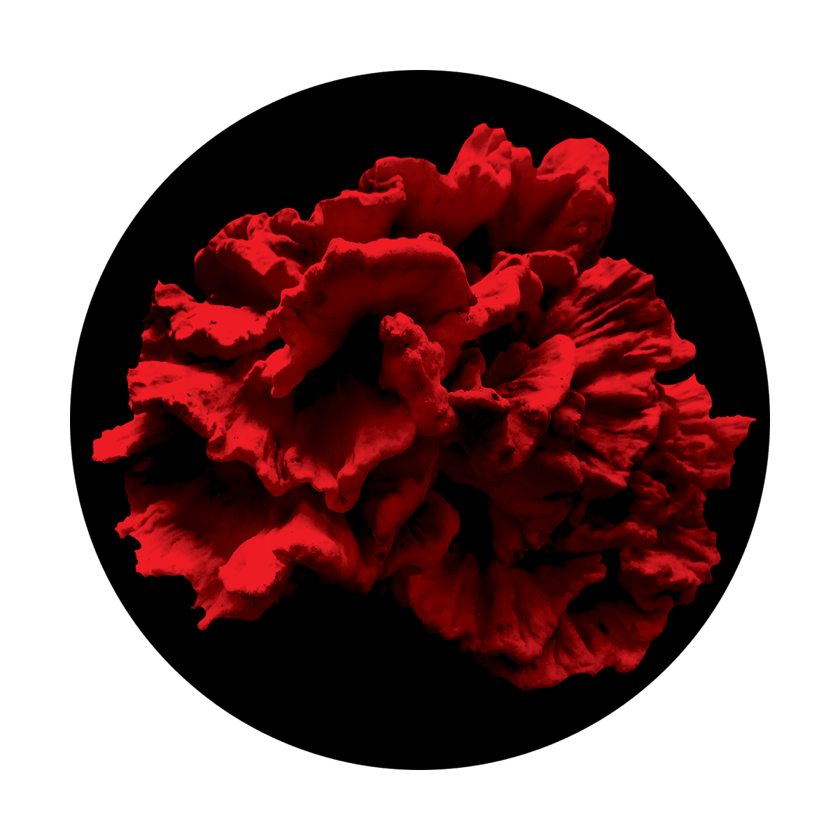 Single Coral Reef - Apollo Gobos