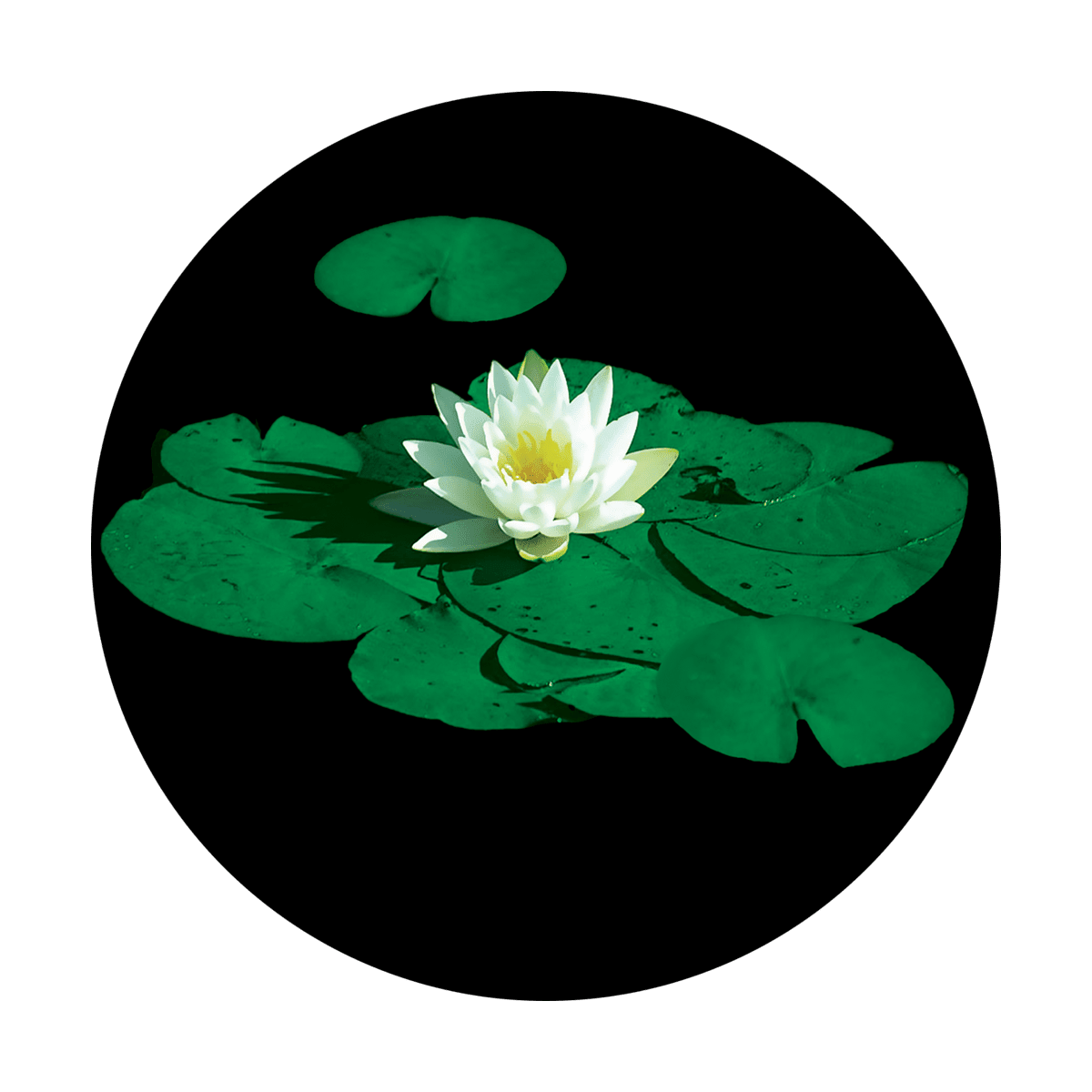 Stunning Lily Pad - Apollo Gobos