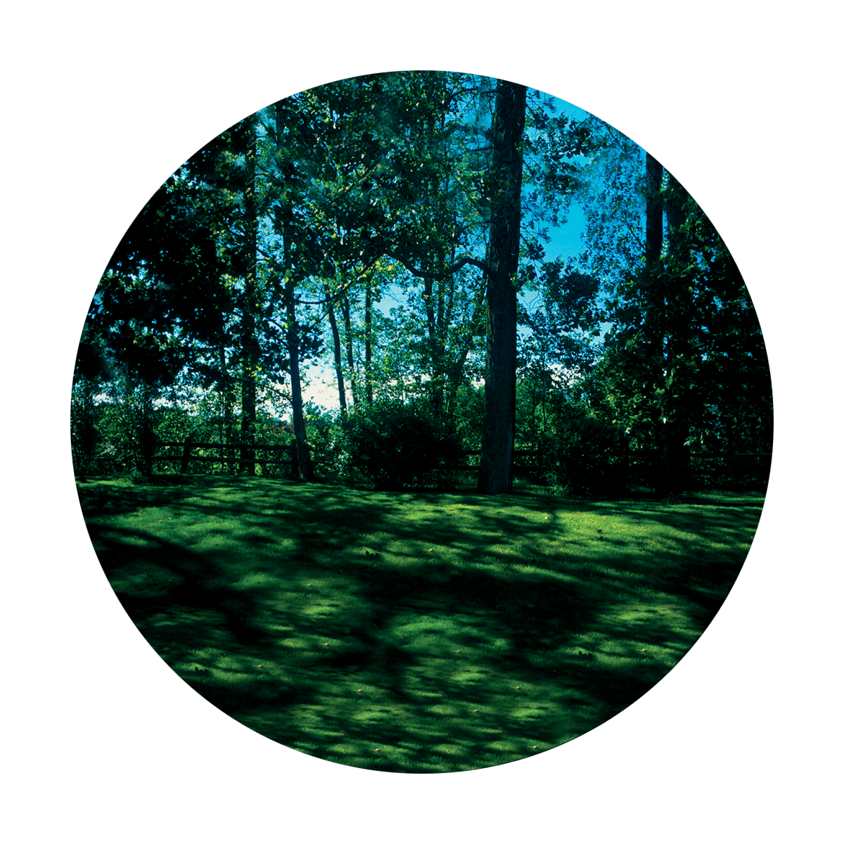 Meadow