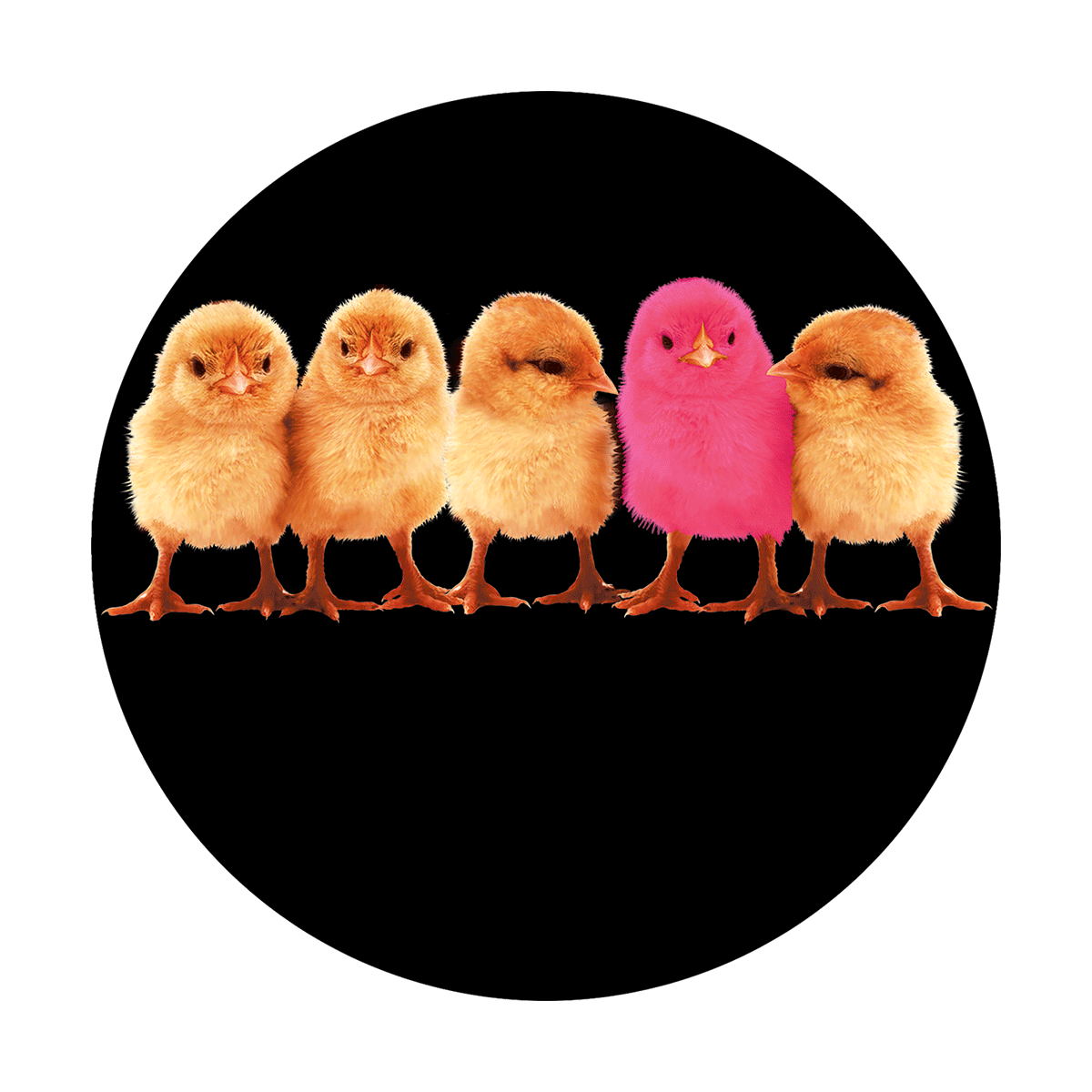 Chicks