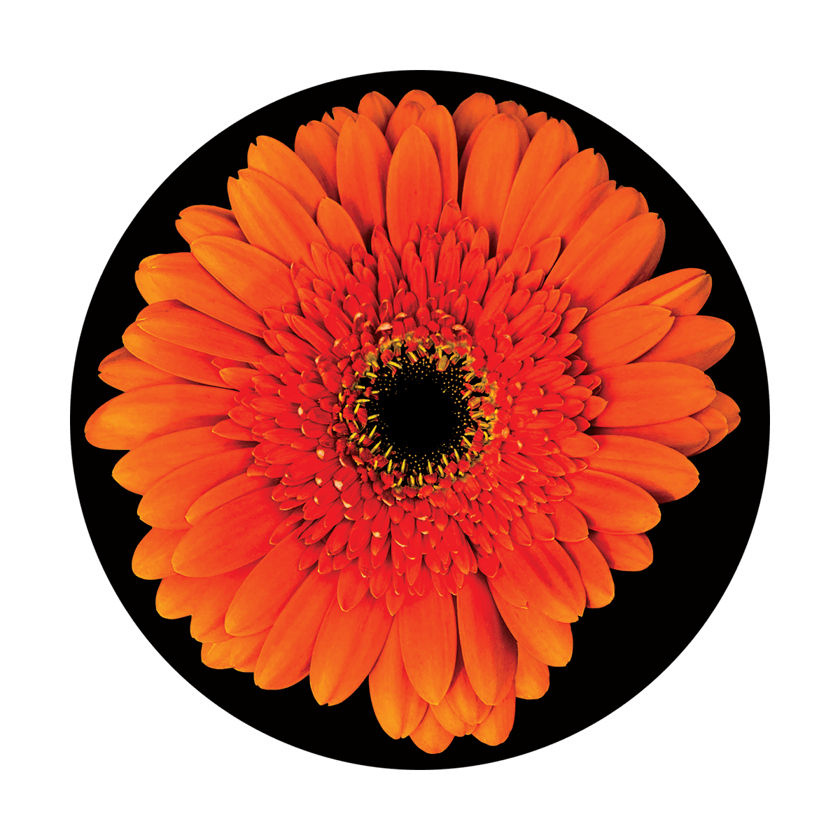 Gerbera Daisy - Apollo Gobos