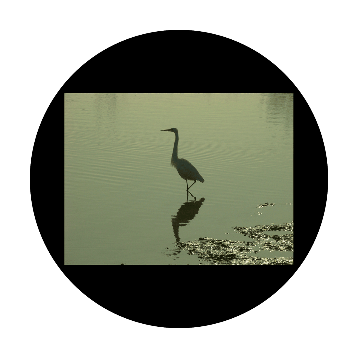 D. Antonakos - Bird in Wetlands - Apollo Gobos