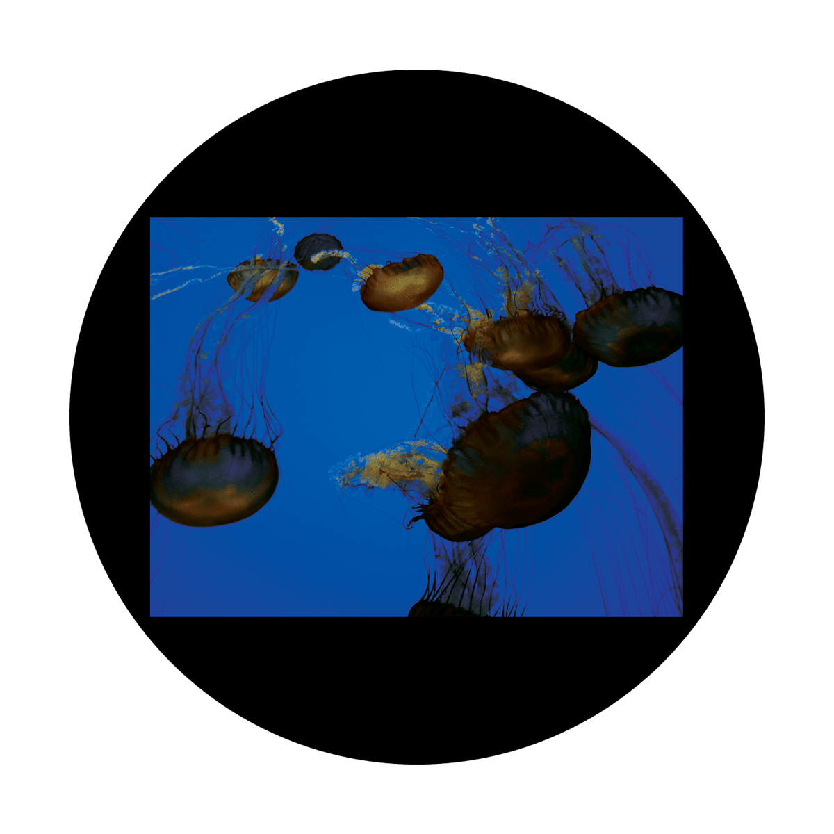 D. Antonakos - Jellyfish - Apollo Gobos