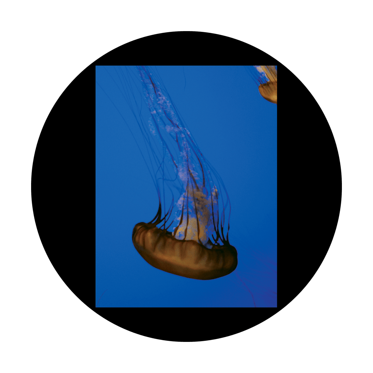 D. Antonakos - Single Jellyfish - Apollo Gobos