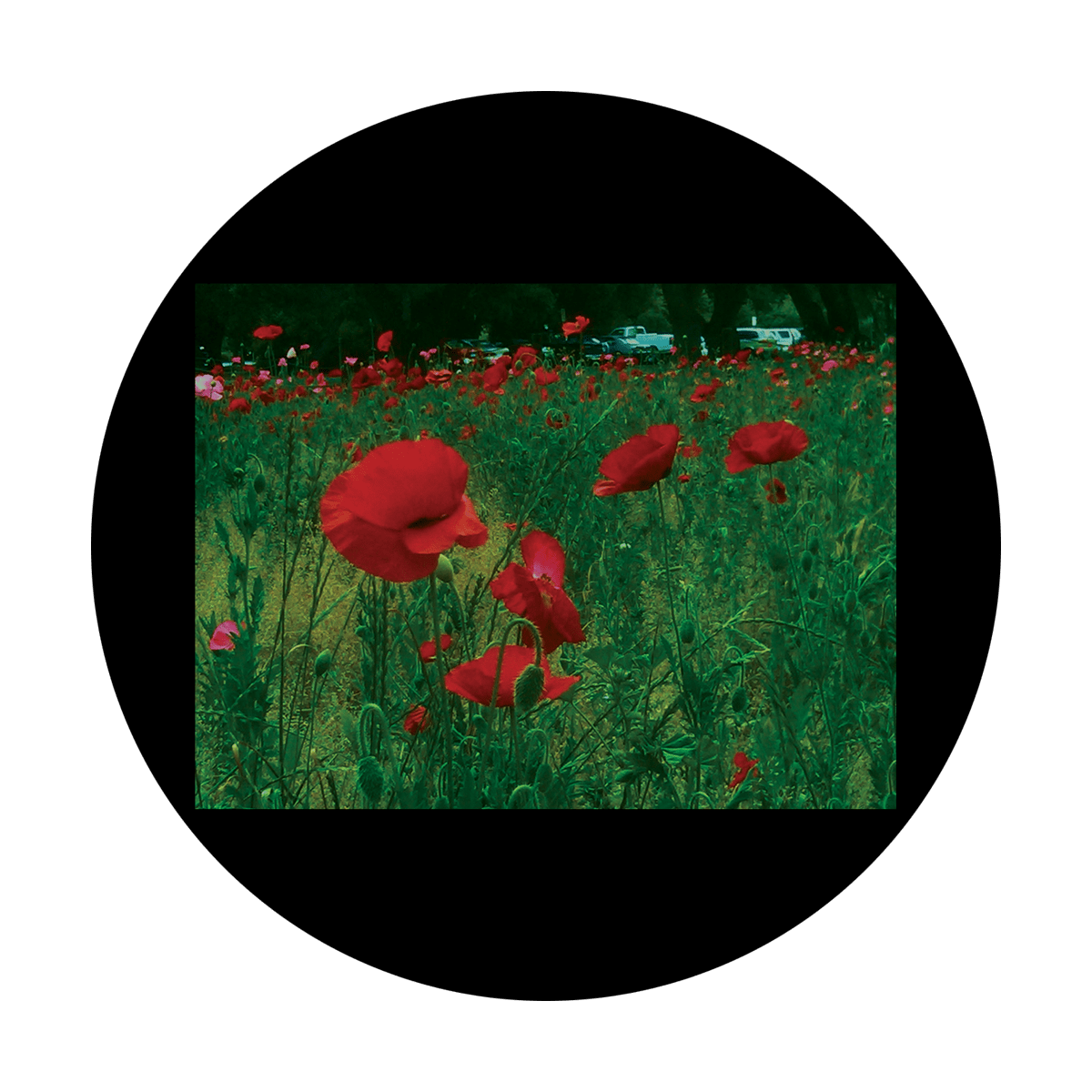 D. Antonakos - Poppies