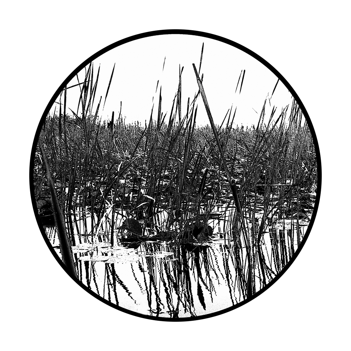 Everglades