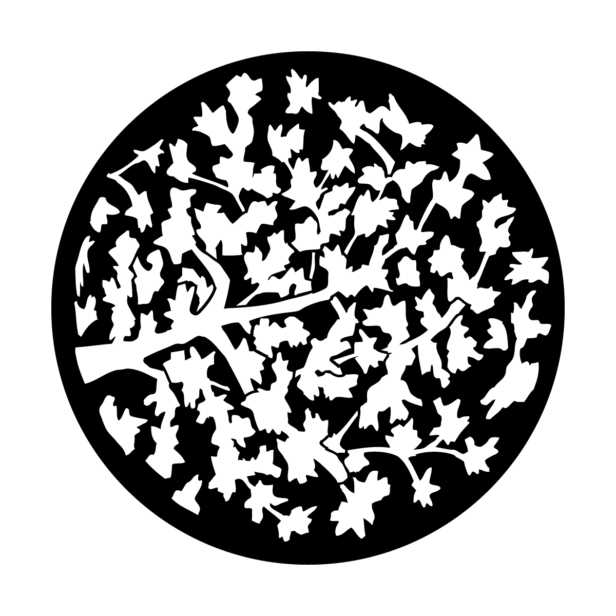 Leaves With Limb
