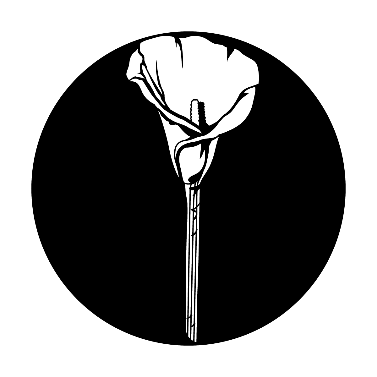 Lonely Calla Lily
