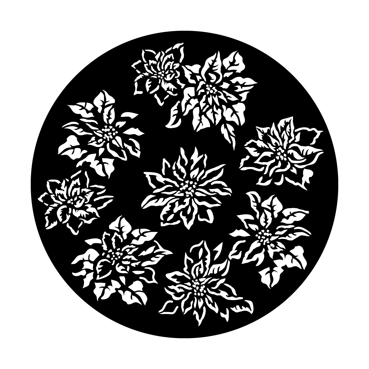 Jubilant Poinsettias