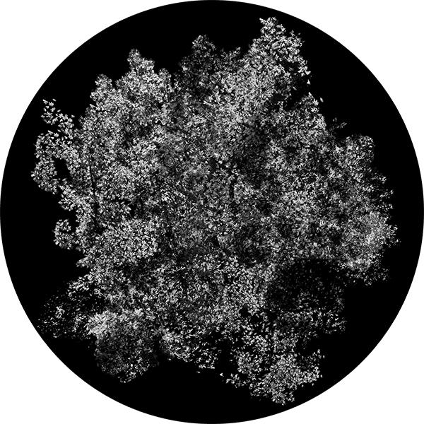 Detailed Dappled Foliage - Apollo Gobos