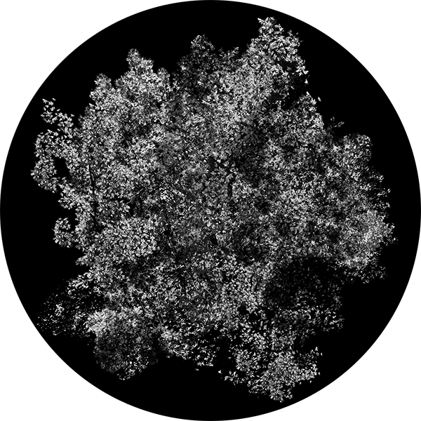 Detailed Dappled Foliage