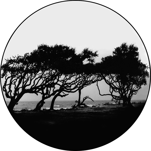 Trees 1 - Apollo Gobos