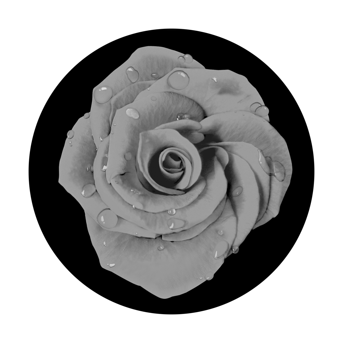 Dew Drop Rose