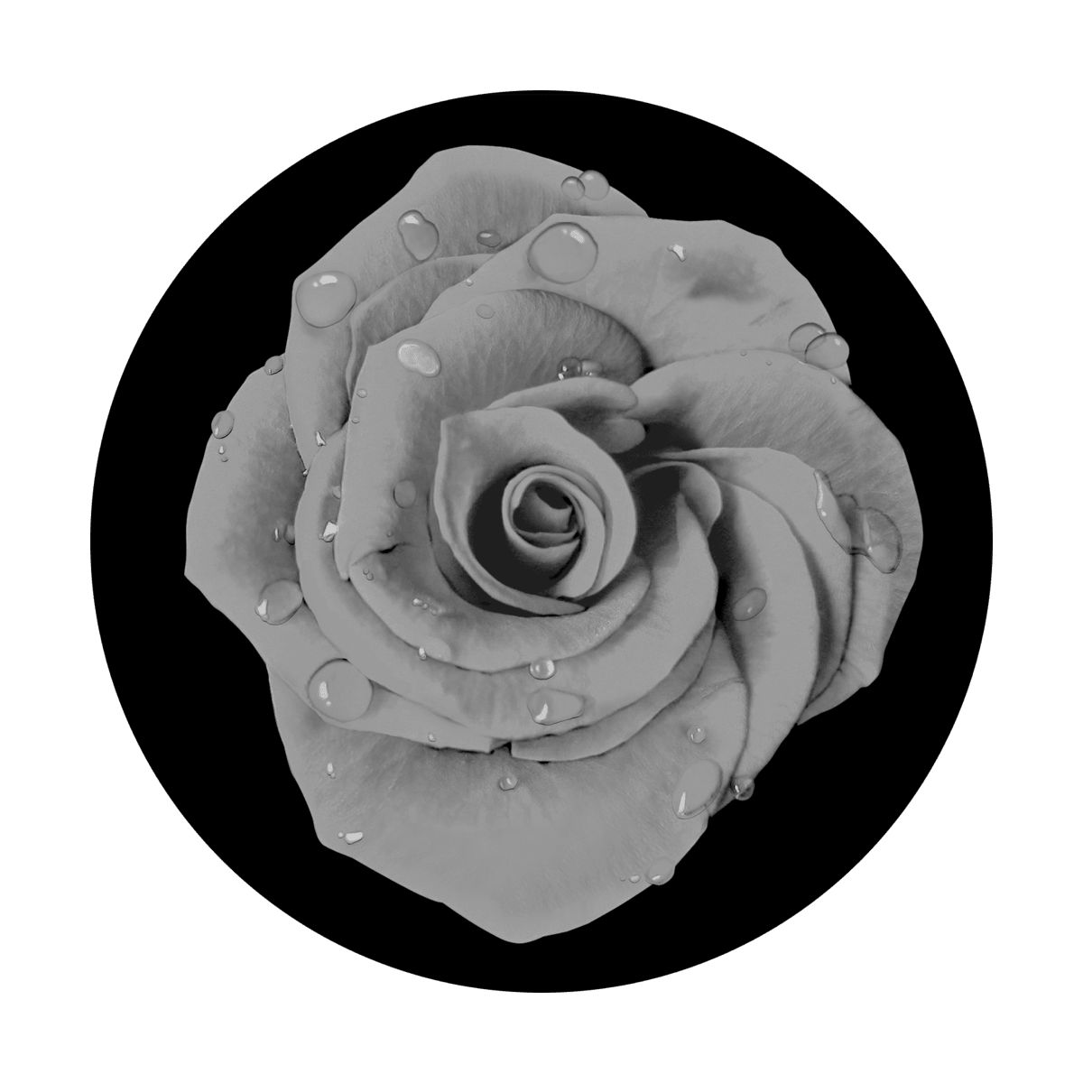 Dew Drop Rose - Apollo Gobos