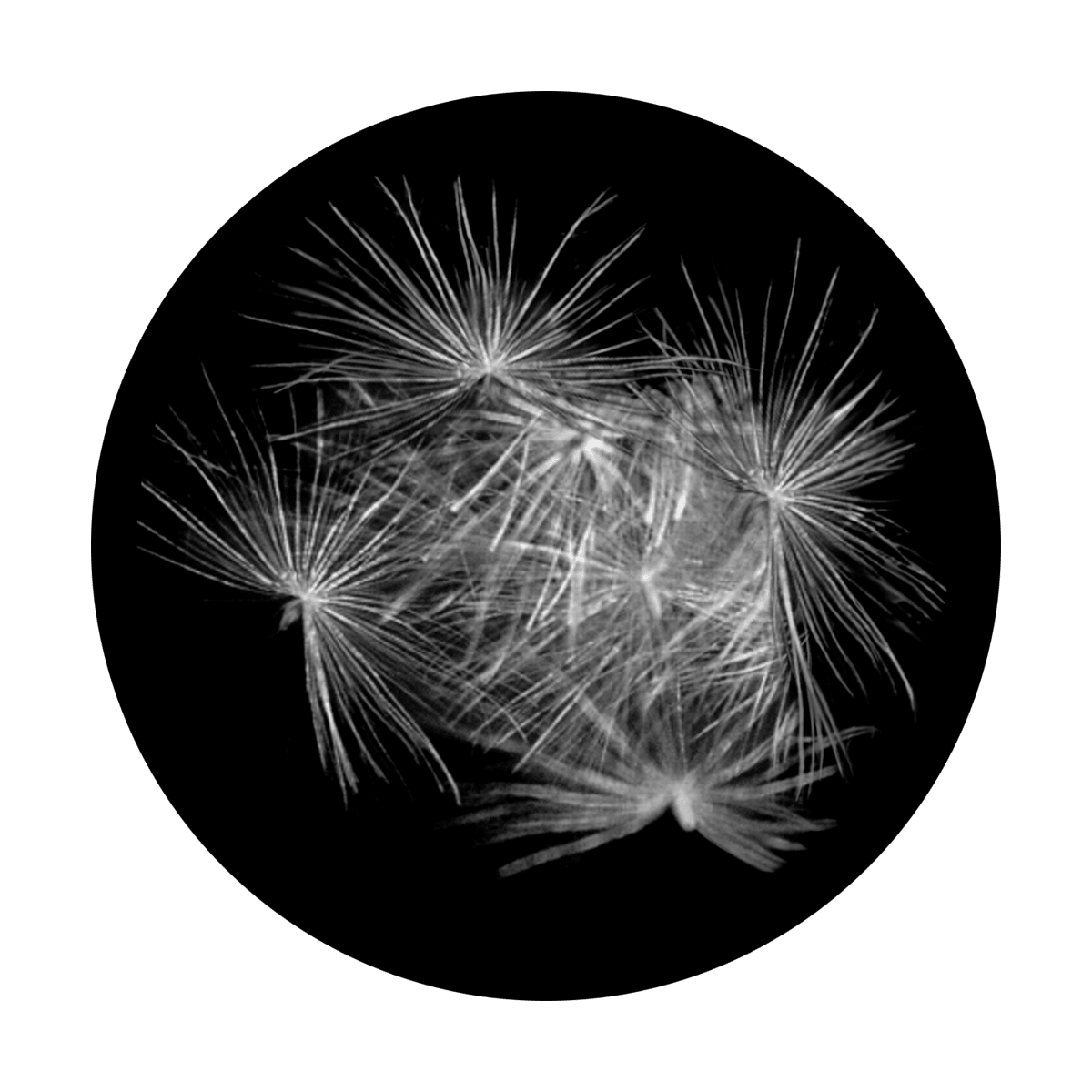 Fluffy - Apollo Gobos