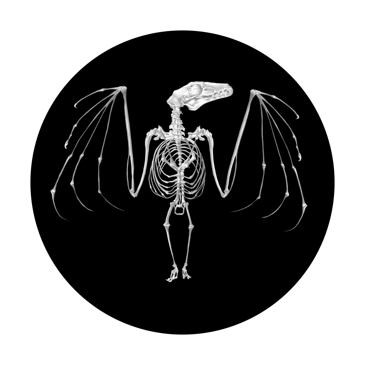 Bat Skeleton