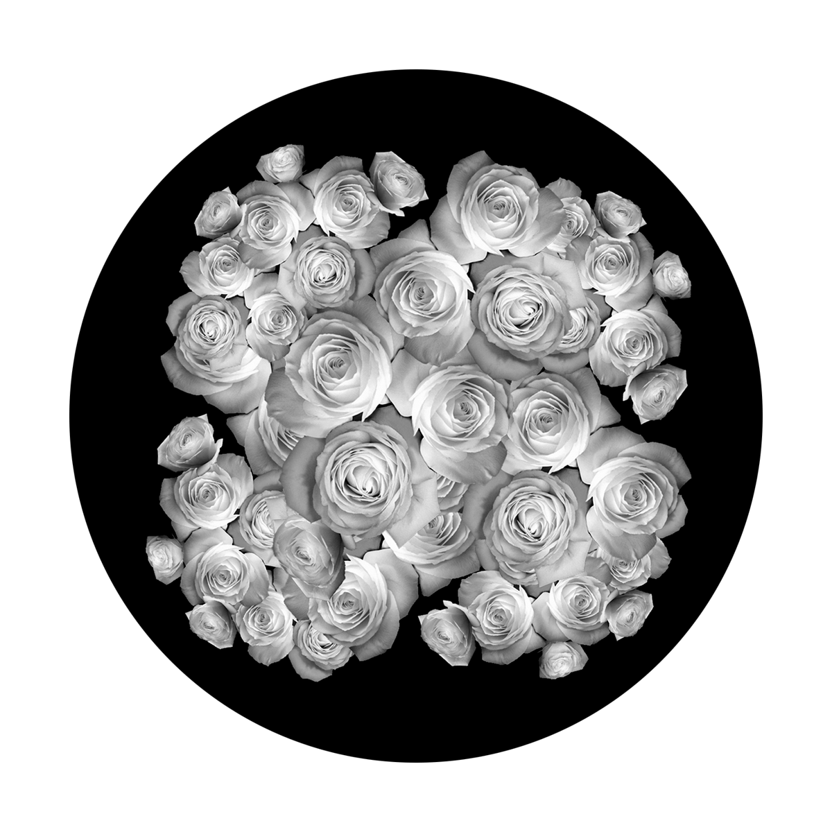 Breakup Rose 2