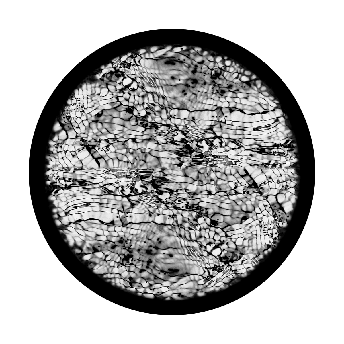 Snake Skin - Apollo Gobos