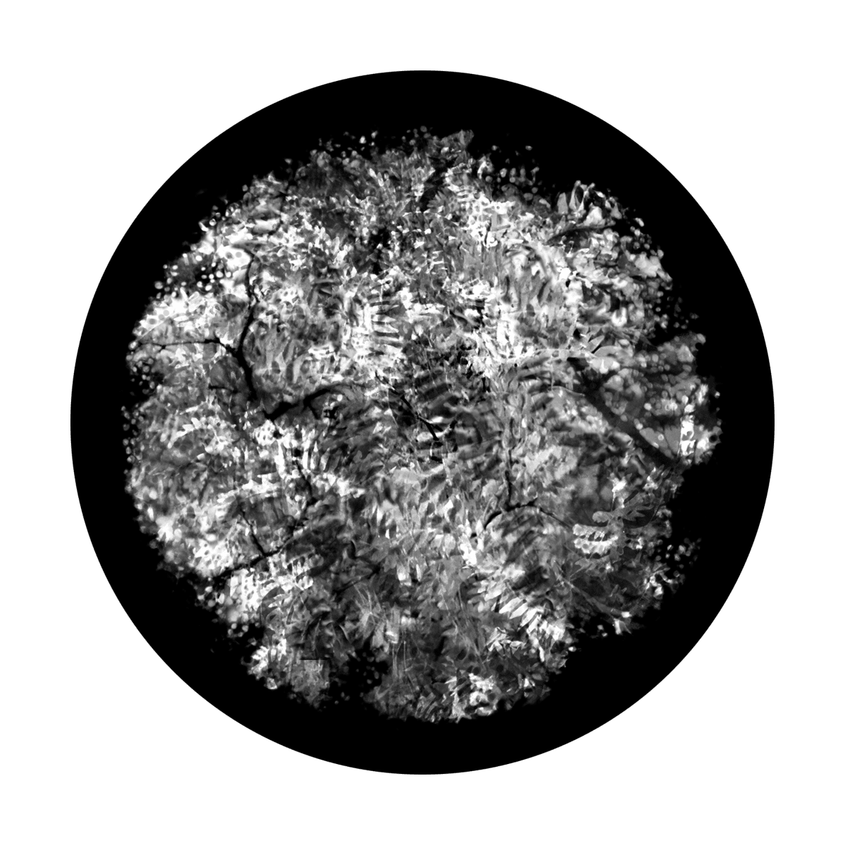 Fern Lace - Apollo Gobos