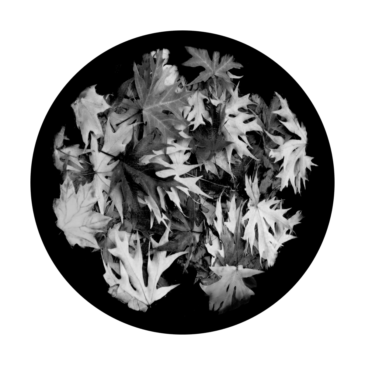Early Fall Leaves - Apollo Gobos