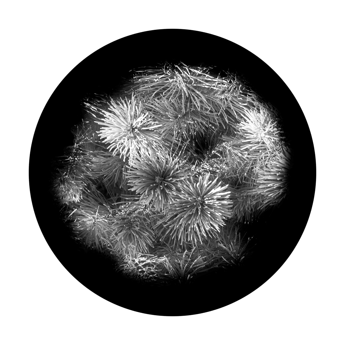 Pine Tree Upclose - Apollo Gobos