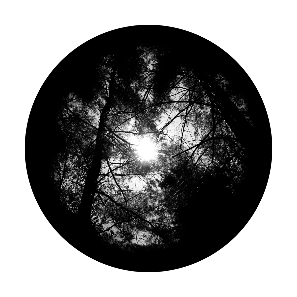 Forest Canopy