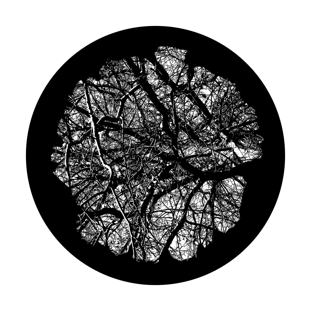 Wise Old Tree - Apollo Gobos