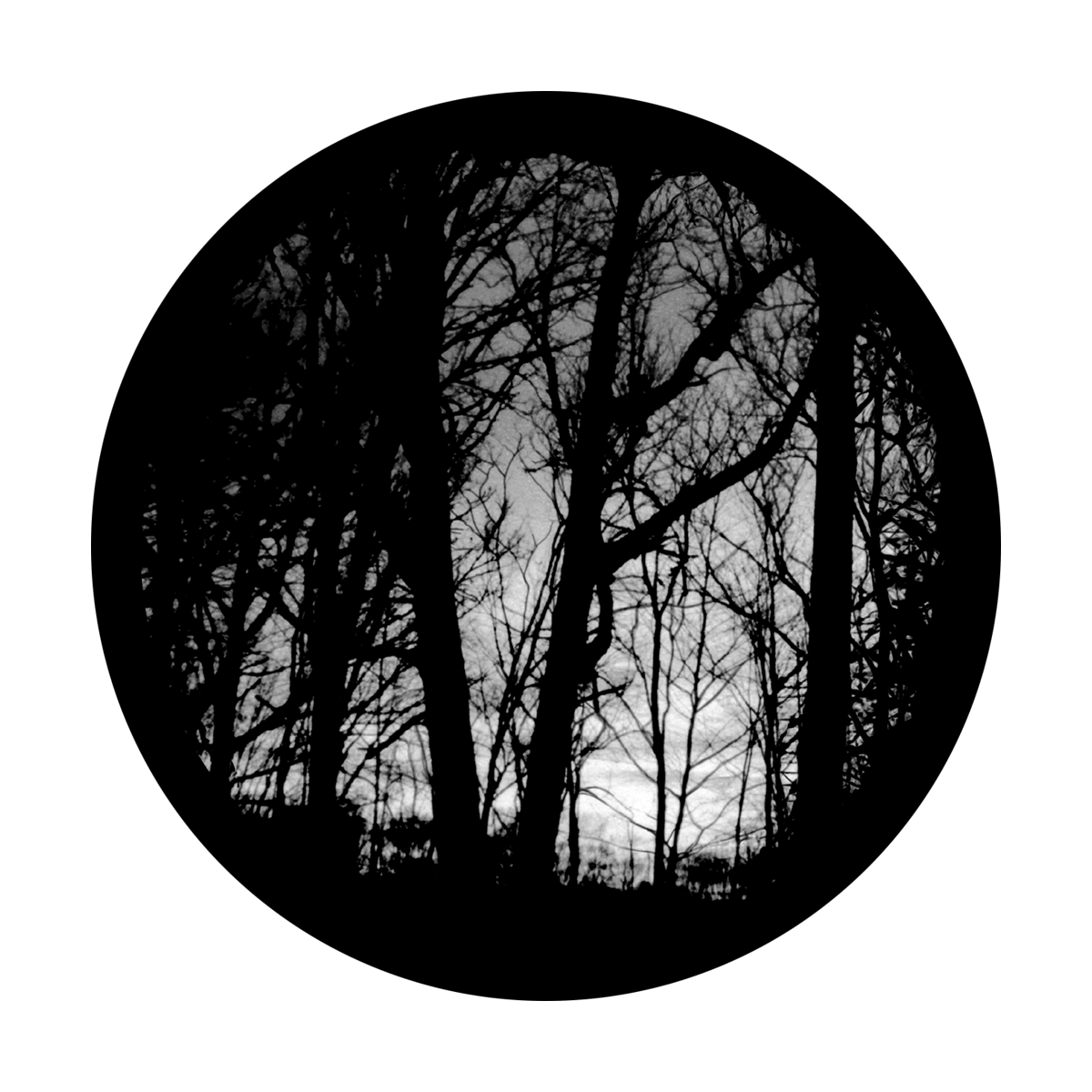 Eerie Forest