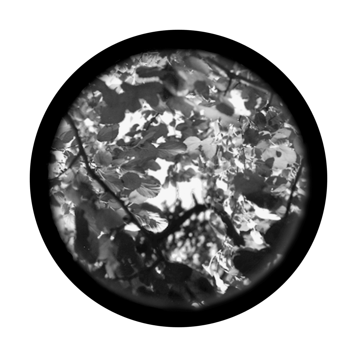 Leaves 1 - Apollo Gobos