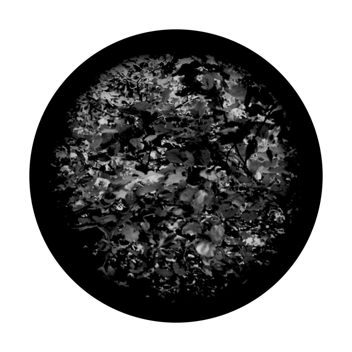 Leaves 2 - Apollo Gobos
