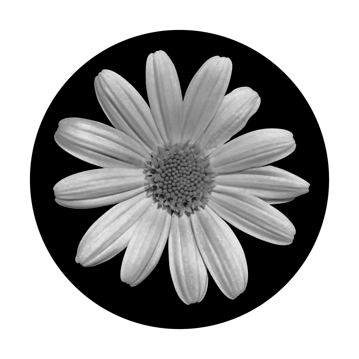 Plain Daisy