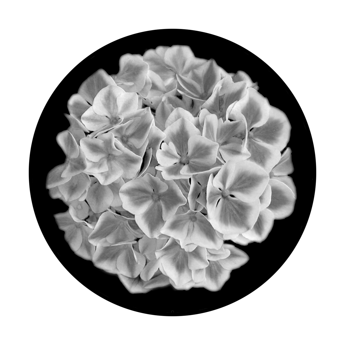 Hydrangea