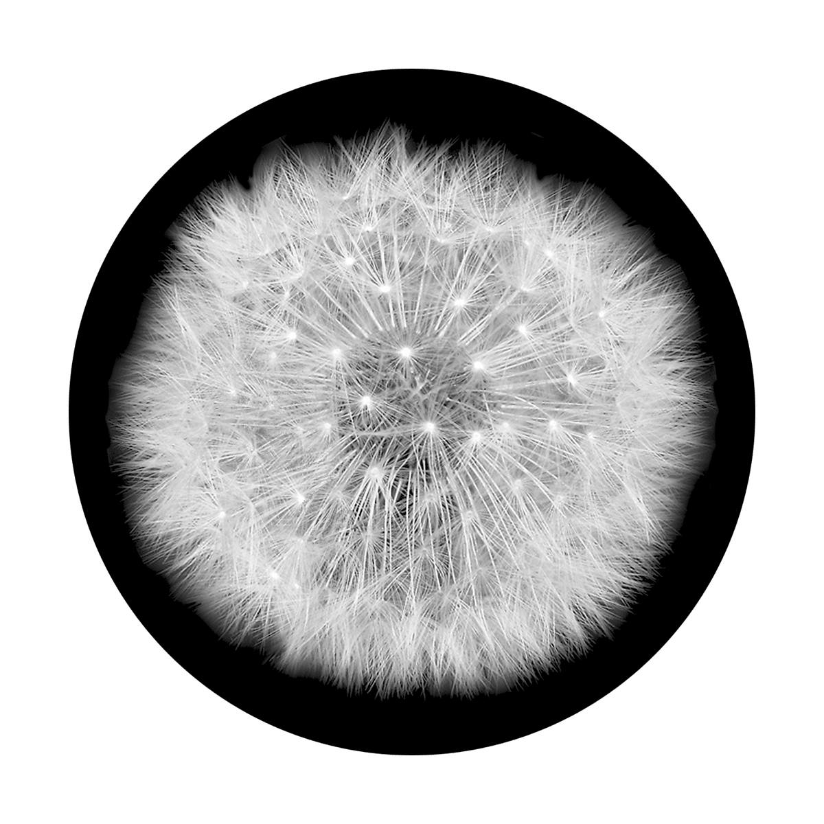 Dandelion Puff - Apollo Gobos