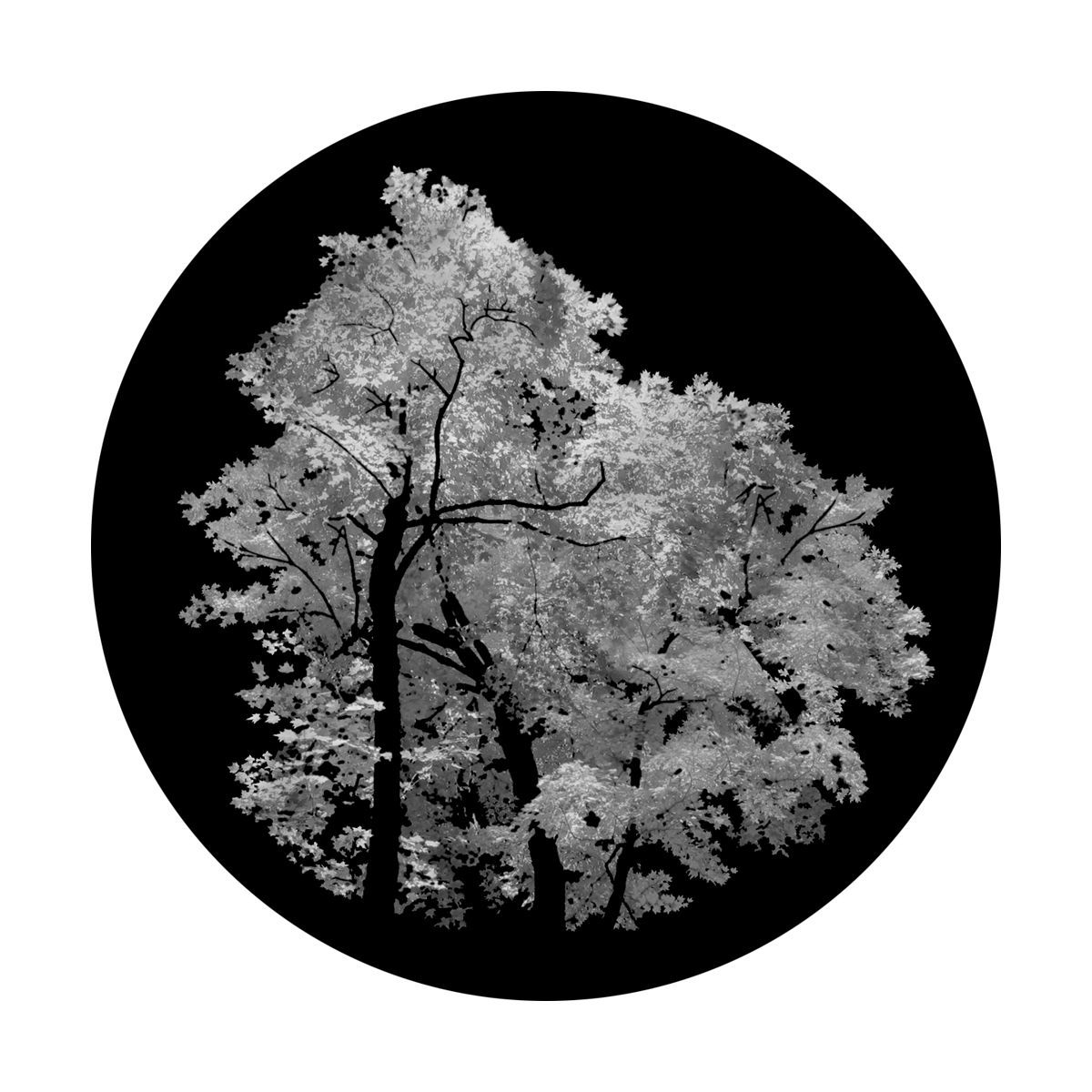 One, Two, Tree