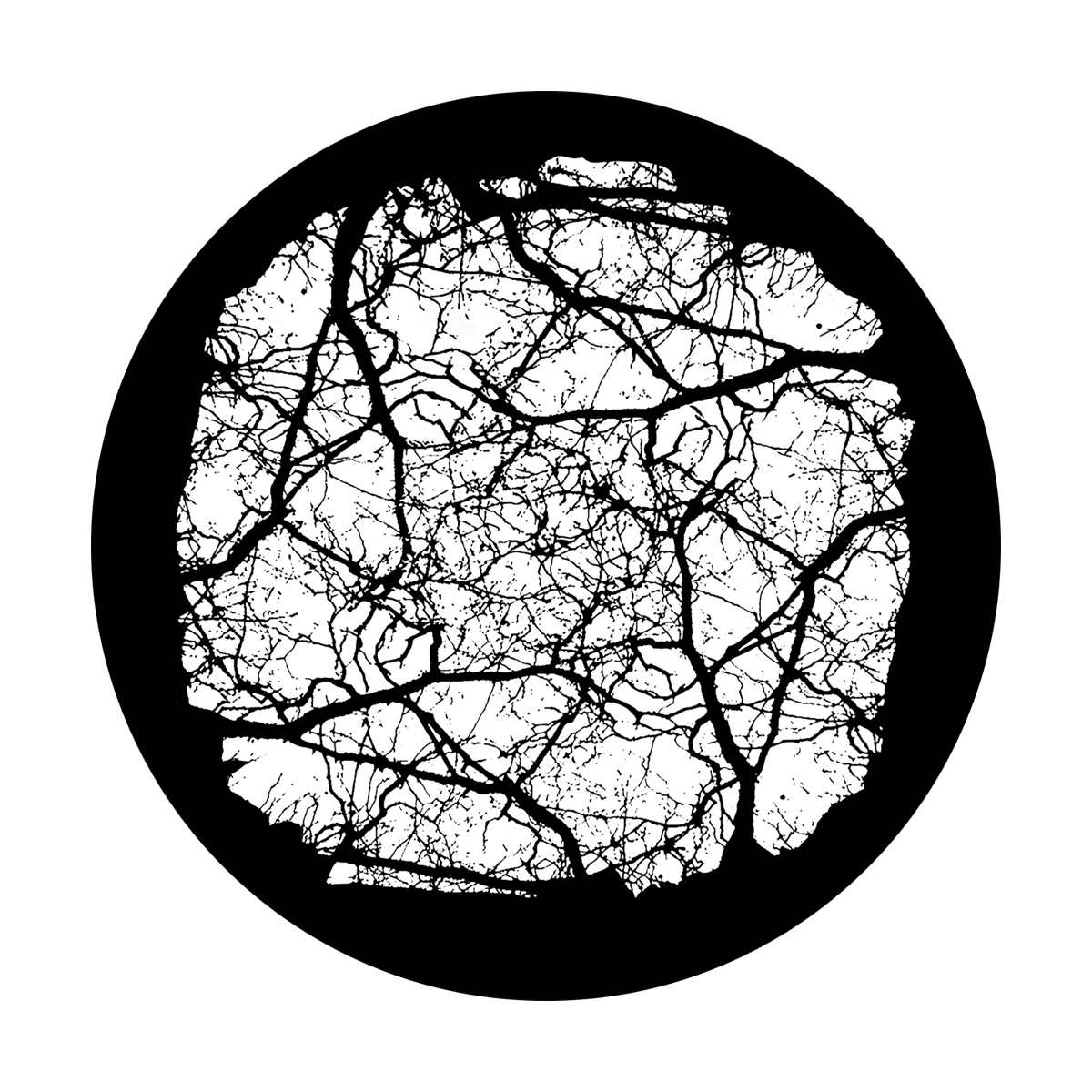 Empty Branches Canopy - Apollo Gobos