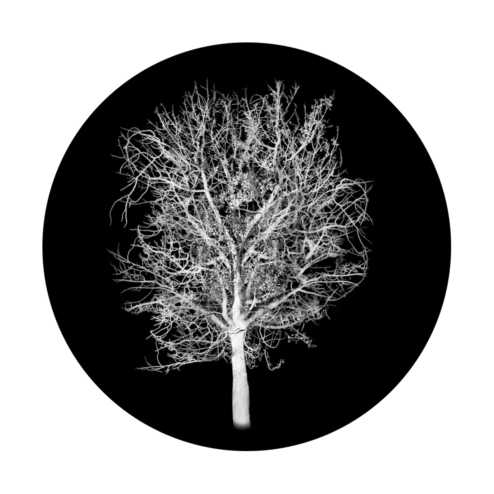 Moonlit Tree - Apollo Gobos