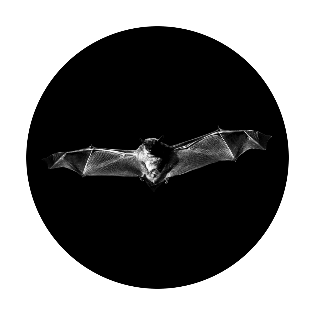 Flying Bat - Apollo Gobos