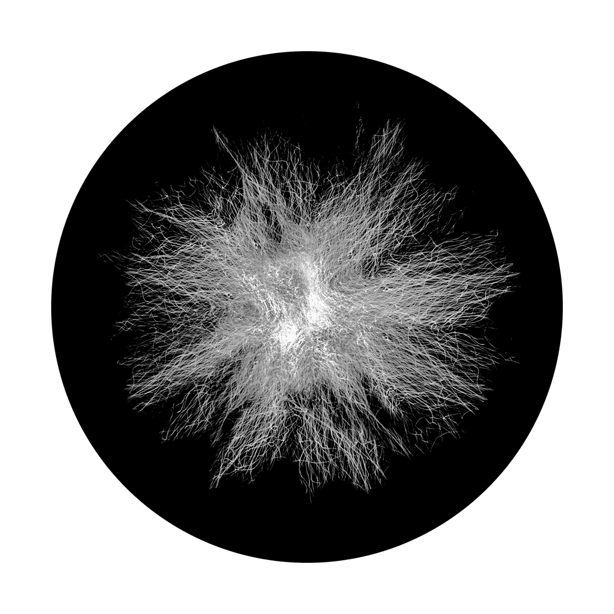 Static Dandelion - Apollo Gobos