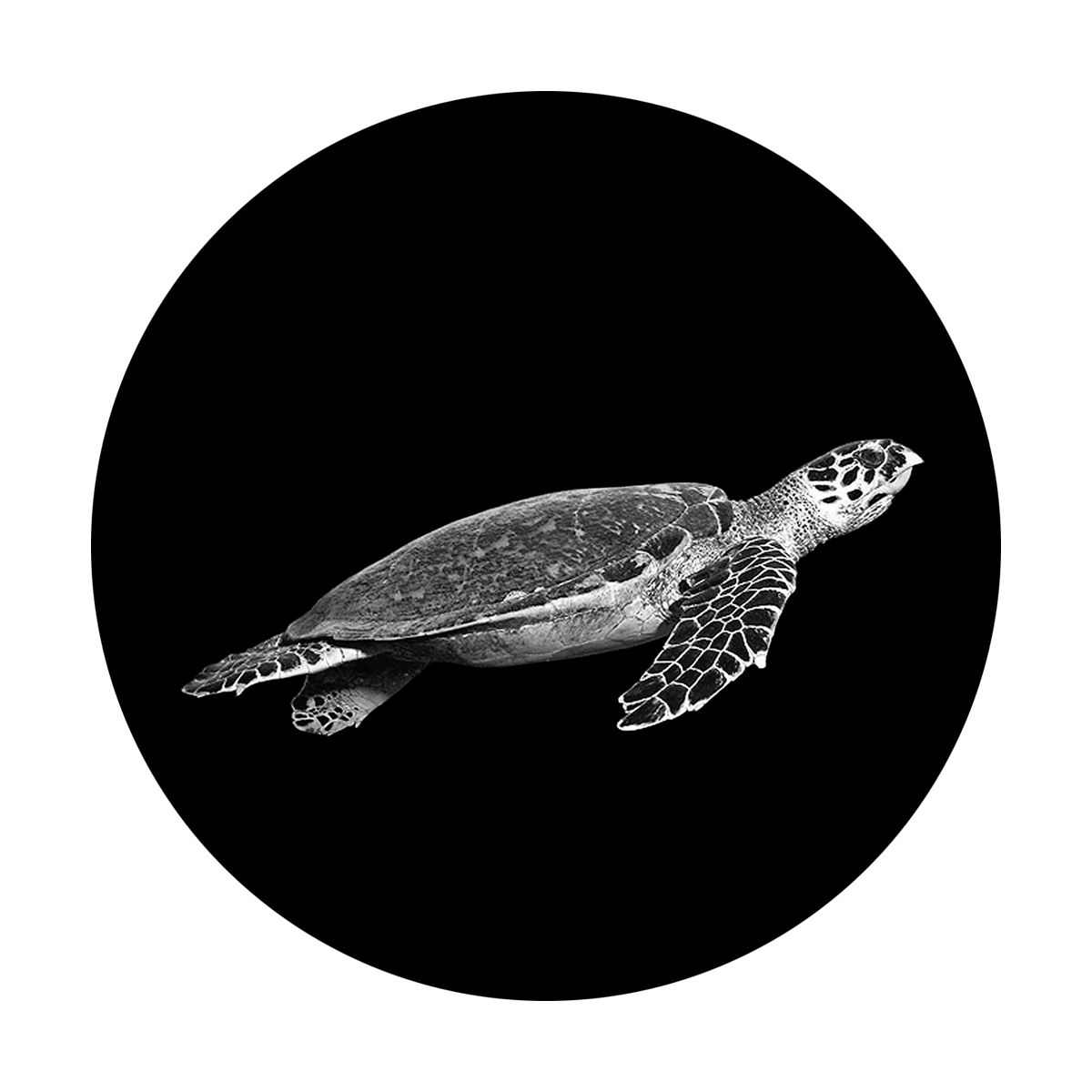 Swimming Turtle
