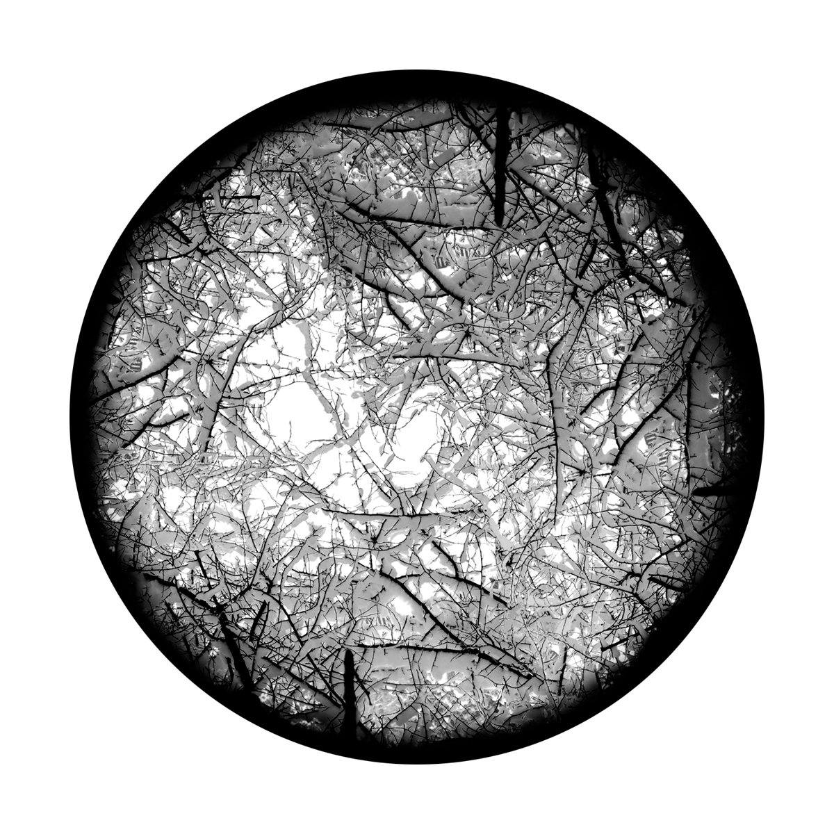 Underbrush Snow