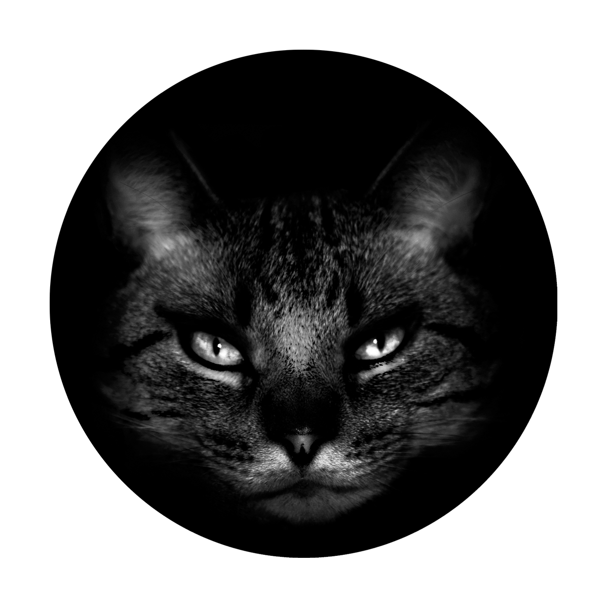 Purr-fect Feline