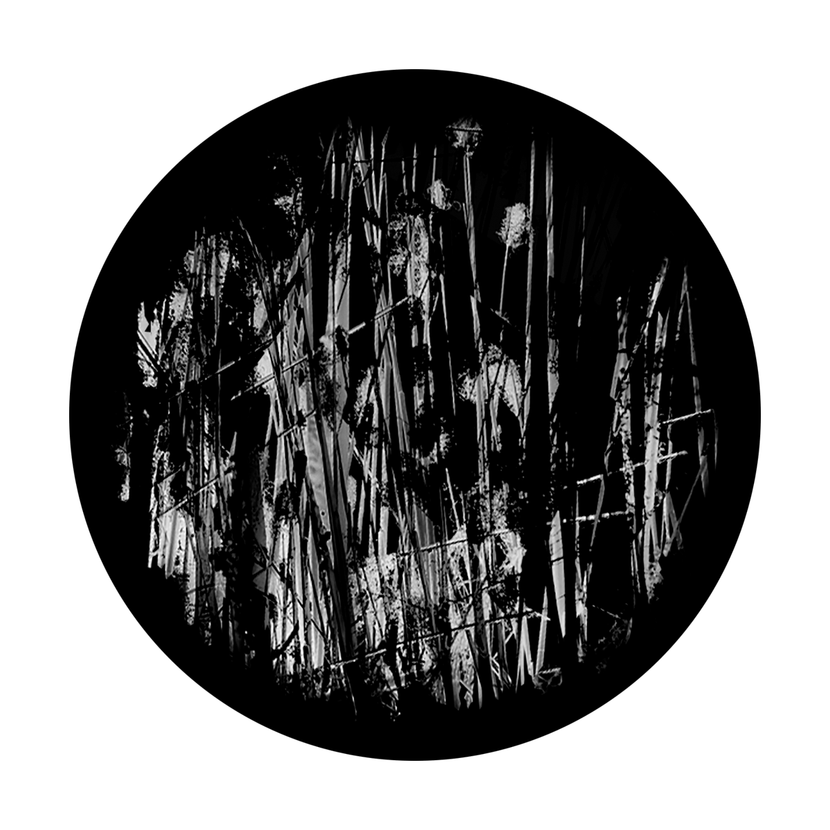 Swamp Reeds