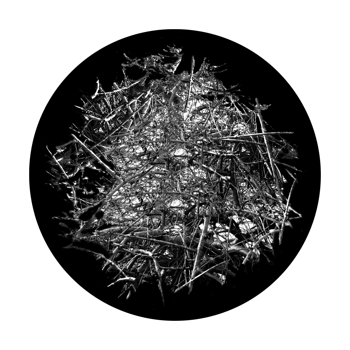 Thicket Sticks - Apollo Gobos