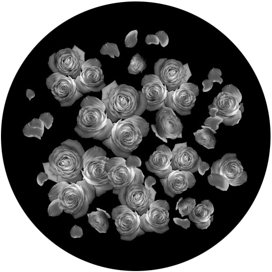 Breakup Roses